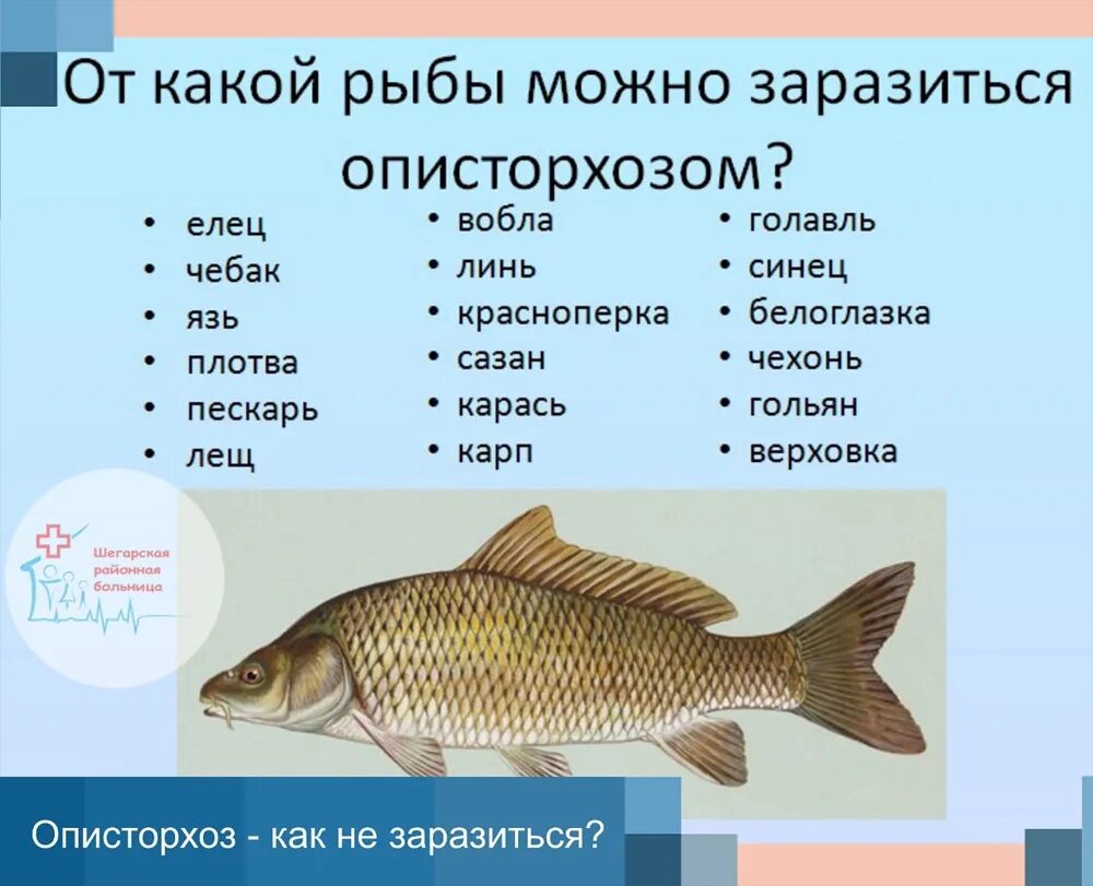 Рыбку какое число. Какая рыба заражена описторхозом. Рыбы семейства карповых описторхоз.