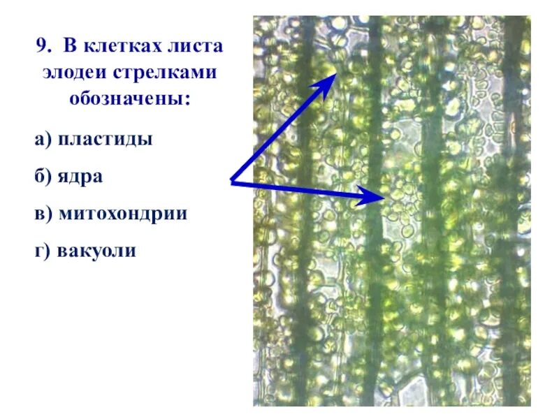 Особенности внутреннего строения элодеи. Хлоропласты элодеи. Элодея микроскопическое строение. Элодея покрытосеменное. Микропрепарат элодеи.