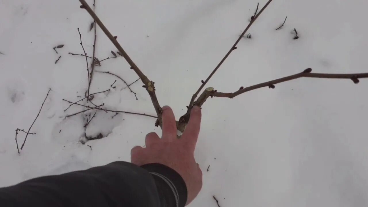 Схема обрезки грецкого ореха. Формирование кроны грецкого ореха схема. Обрезка лещины фундука. Как обрезать фундук. Схема обрезки грецкого ореха весной.