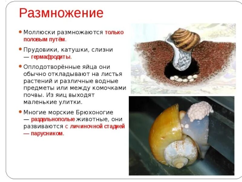 Способы размножения и особенности развития моллюсков. Брюхоногие моллюски размножение. размножение брюхоногих моллюсков. класс брюхоногие моллюски органы размножения. схема развития брюхоногого моллюска.