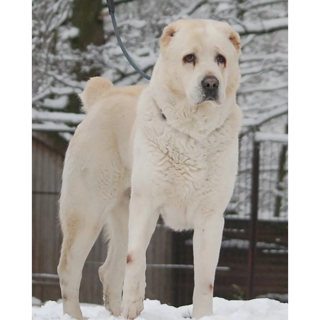 Спільнота Steam :: Посібник :: 1,000 images of dogs