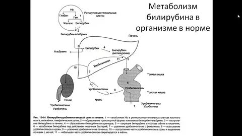 Образование билирубина