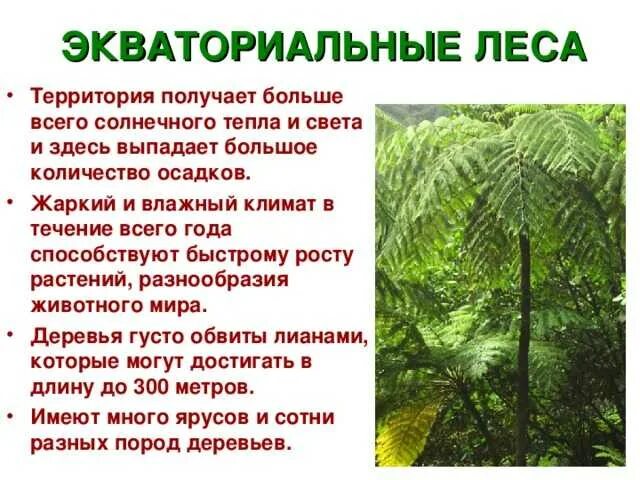 Географические особенности влажных экваториальных лесов