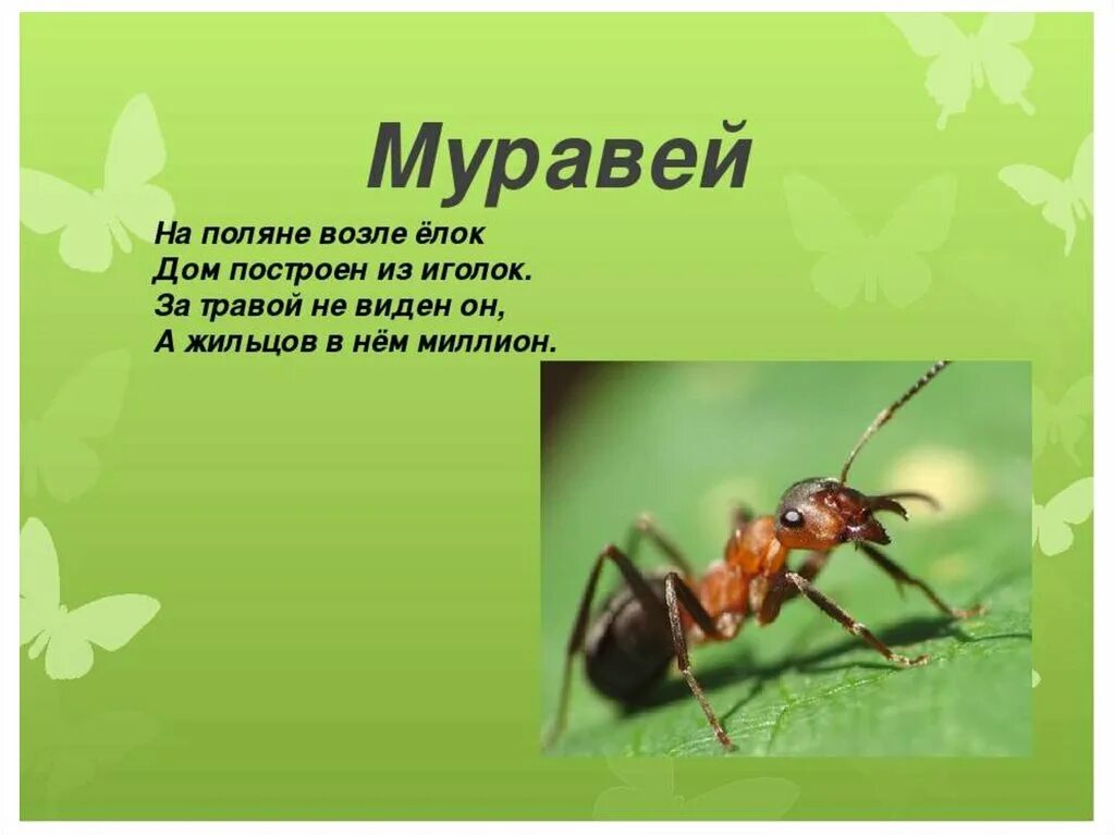 Загадка про муравья. Загадка про муравьев. Загадка про муравья для детей. Загадки про насекомых для детей. Текст муравей 2 класс