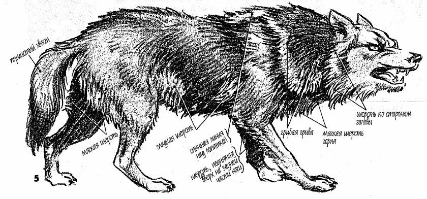 Анатомическое строение волка. Волк строение тела. Части тела волка. Строение волка части тела. Направление шерсти