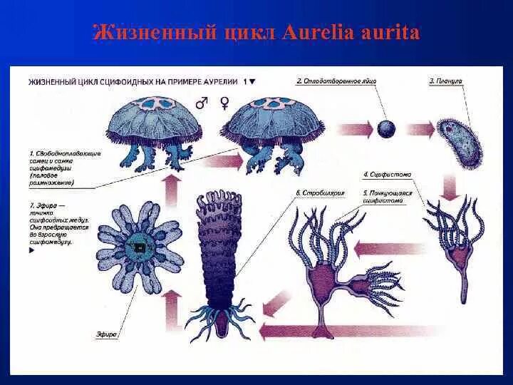 Жизненный цикл медузы Аурелии. Жизненный цикл сцифоидных медуз. Жизненный цикл сцифоидных медуз схема.