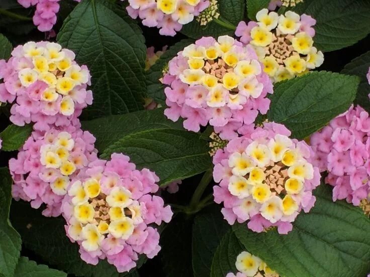Lantana camara - Image of an specimen - Plantarium