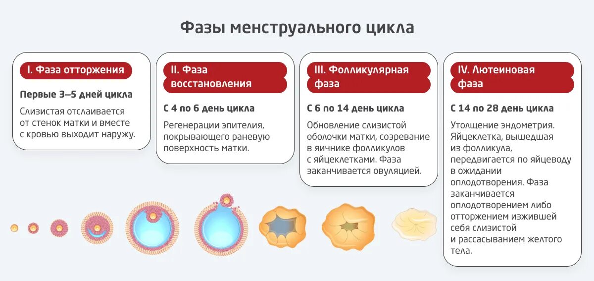 Вторая фаза менструационного. Фазы месячного цикла. Фазы менструационного цикла. Фазы месячных. Циклы месячных фазы.