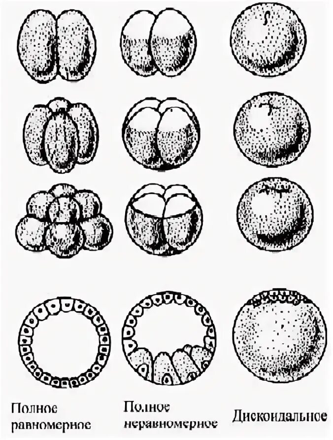 Характер дробления зиготы. Способы дробления зиготы. Способы дробления зиготы. Дробление зиготы млекопитающих. Стадии дробления зиготы.
