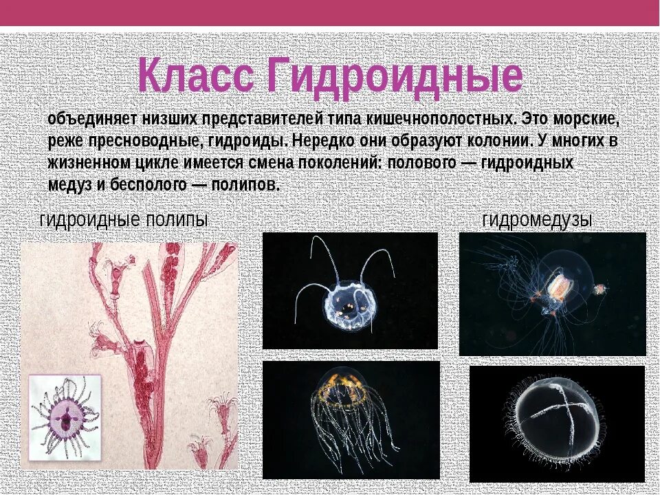 Тела гидроидных. Гидроидные медузы и полипы. представители гидроидных кишечнополостных. представители класса кишечнополостные 7 класс. представителикласса гидроидые.