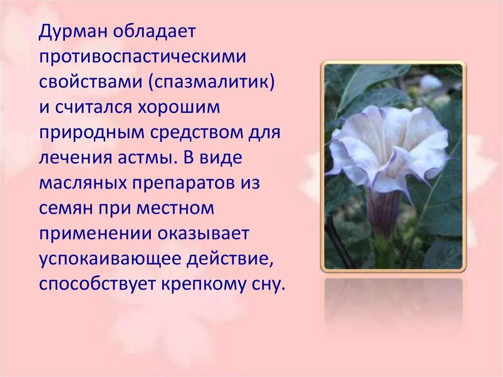 Дурман диман текст. Дурман ядовитое растение описание. дурман растение описание. дурман обыкновенный характеристика. дурман цветок ядовитый.