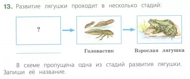 Как разделить слово лягушка. Схема развития лягушки 3 класс окружающий мир. Стадии развития лягушки 3 класс окружающий мир. Цикл развития лягушки схема. Схема развития лягушки 7 класс.