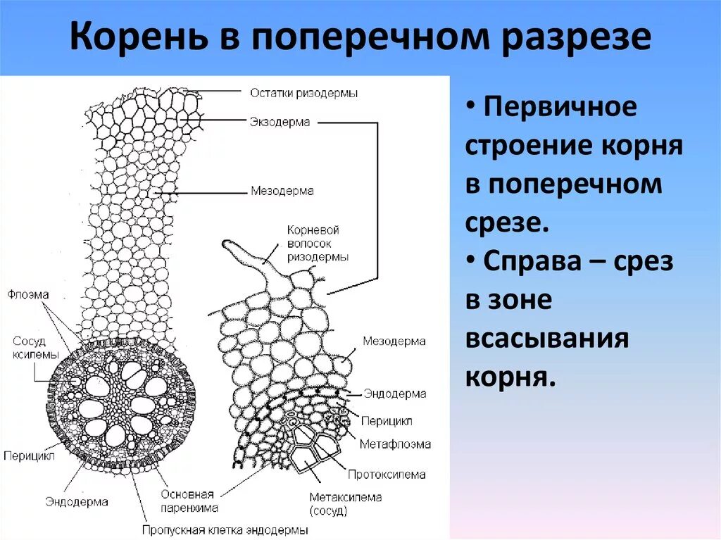 Срезы егэ. Строение корня на поперечном срезе. Первичное Анатомическое строение корня ириса. Схема поперечного среза корня. Первичное строение корня на поперечном срезе корня ириса.