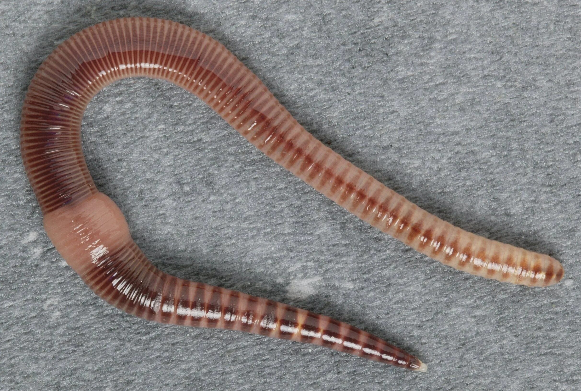 Щетинки дождевого червя. Малошетниковфй крльчатые черви. Малощетинковые кольчатые черви. Малощетинковые черви (дождевой червь). Oligochaeta (Малощетинковые черви).