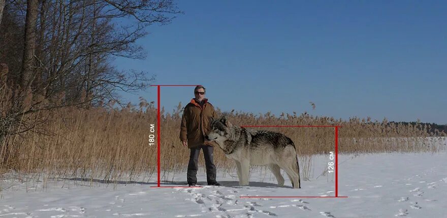 волк в холке.