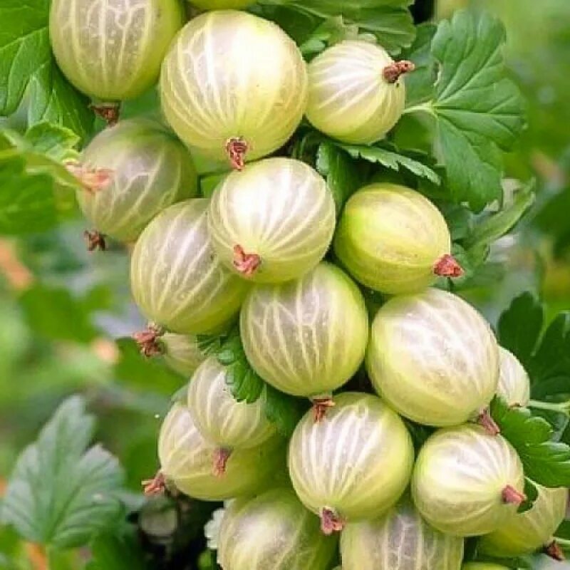 Крыжовник белые фото. Сорт белого крыжовника. Крыжовник белые ночи куст. Крыжовник белые фото. Крыжовник белый триумф.
