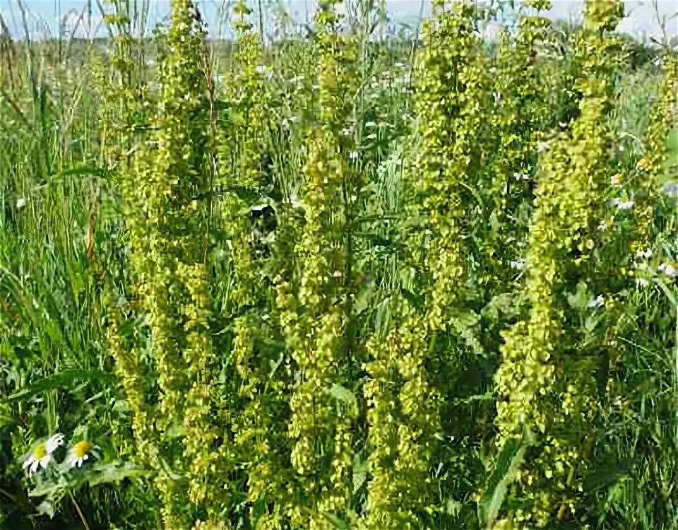 Конская трава фото Rumex confertus Изображение особи Плантариум