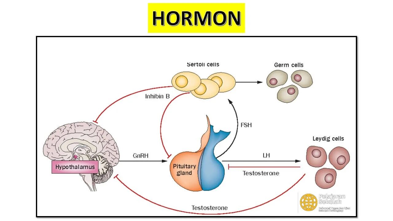Фсг при климаксе у женщин. ФСГ гормон. Строение ФСГ И ЛГ. Фолликулостимулирующий гормон у животных. ФСГ действует на клетки.