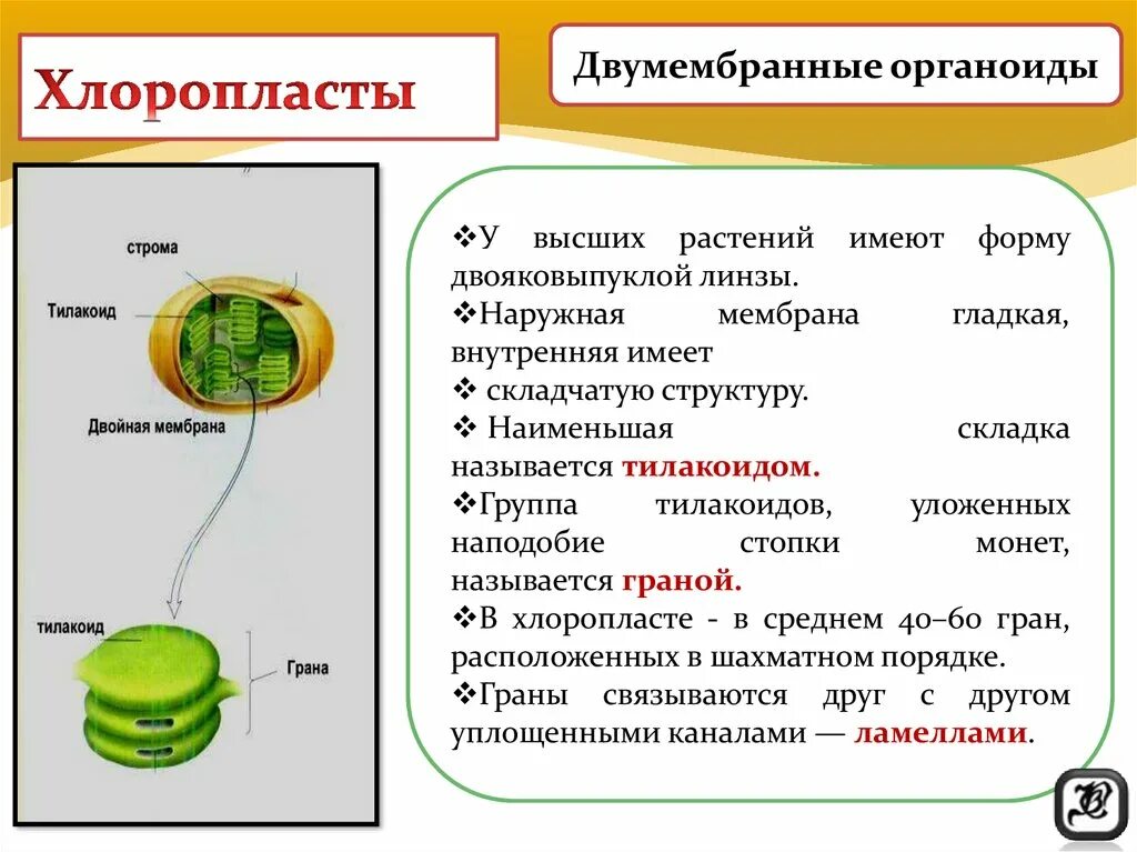 Хлоропласт двумембранный. Пигмент хлорофилл хлоропласты тилакоиды. Хлоропласт мембрана тилакоида. Органоид содержащий в тилакоидах пигмент хлорофилл. Двумембранные органоиды содержащие хлорофилл.