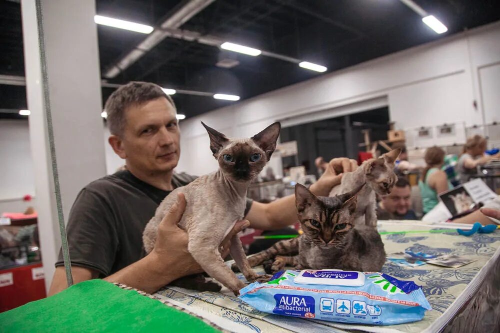 Выставка кошек. Выставка кошек. Кошарики шоу сокольники. Выставка котят вднх 2024. Выставка котят вднх 2024.