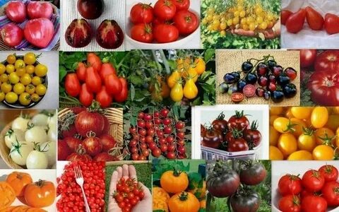 Лучшие сорта для консервирования