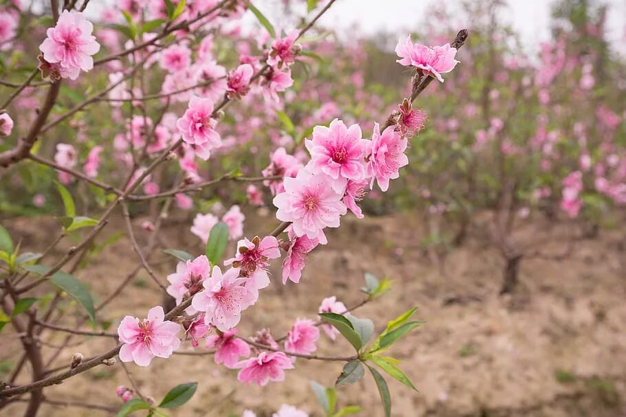 Цветение нектарина. Peach flowers. Peach flowers. Цветы персика трех. Цветущий персик.