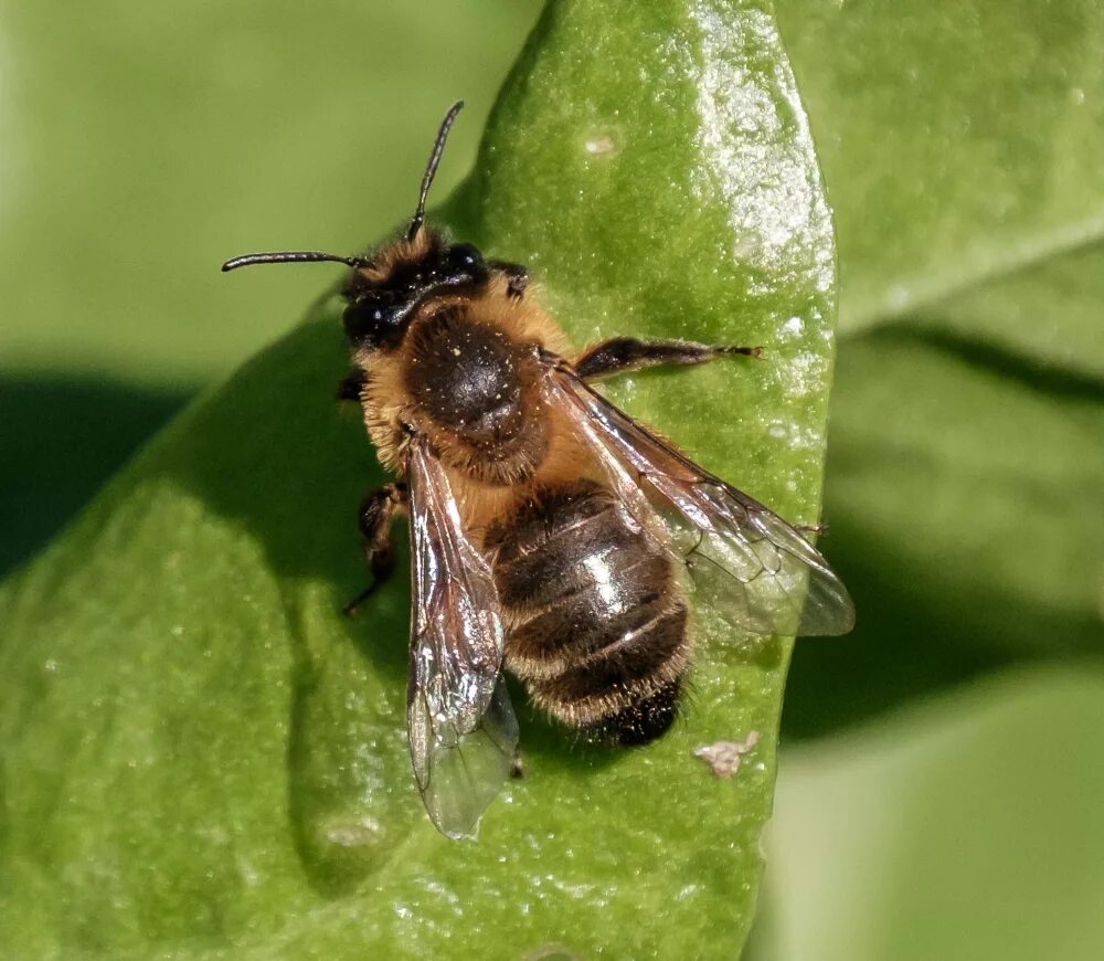 Bee fly. Слепень Оса пчела. Насекомые похожие на пчел. Похожа на пчелу. Длинная пчела.