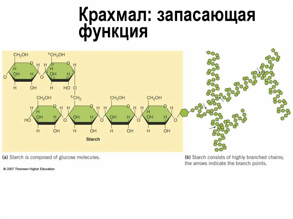 Какую функцию в организме выполняет крахмал. Функция крахмала в растительной клетке. Функции крахмала в растениях. Крахмал в растениях. Крахмал выполняет функцию.