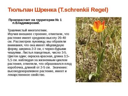 Тюльпан описание растения