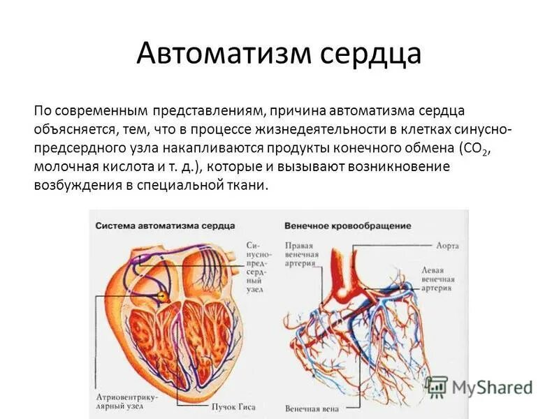 Амбулаторный автоматизм