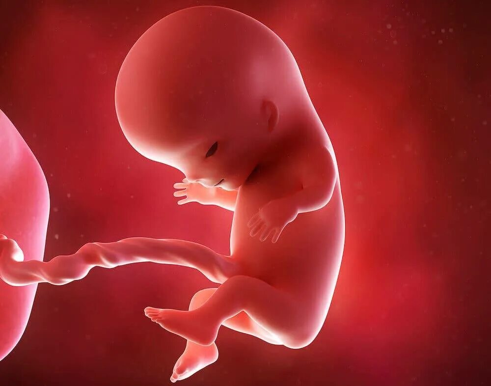 Внутриутробный младенец. Шум в утробе матери