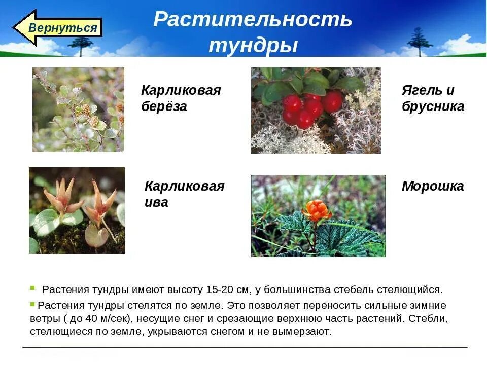 Чем растения тундры отличаются от смешанных лесов. Тундра растения тундры. растительность тундры карликовая береза. растительный покров тундры. тундра растительный мир карликовая береза.