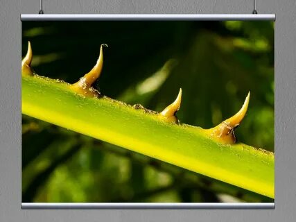 Common plants