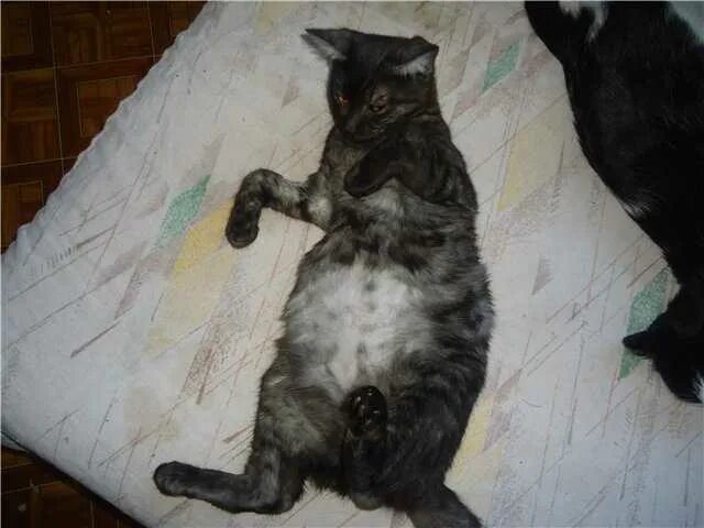 Вздуло живот у кота. Вздуло живот у кота