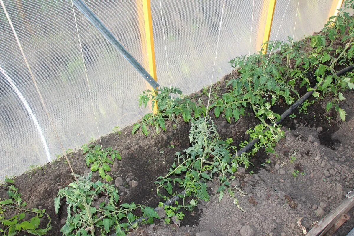 Теплица с помидорами. Высадка томатов в теплицу. Помидоры в траншее. Посадка томатов в теплицу. Способы выращивания помидоров