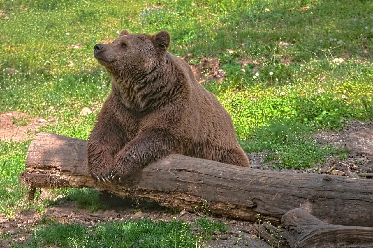 Калифорнийский бурый медведь. Бурый медведь – Ursus arctos l.. Уссурийский бурый медведь. Пиренейский медведь. Форма бурого медведя