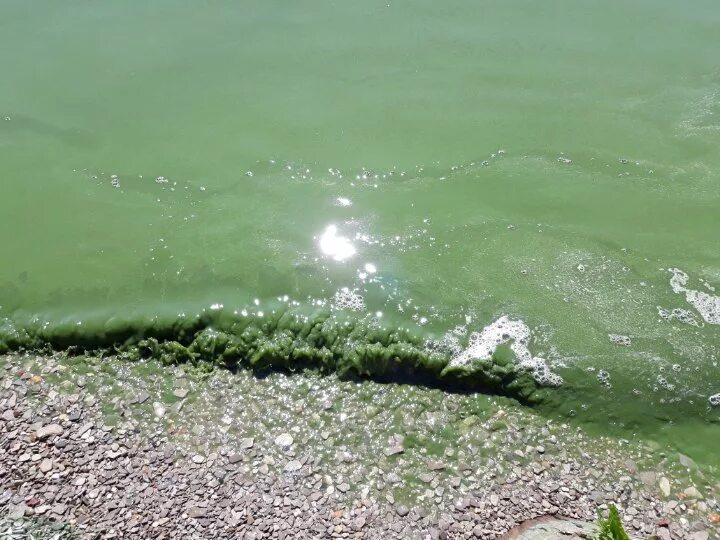 Зеленая вода в реке. Озеро с зеленой водой. Зеленоватая вода в реке. Вода зеленеет в речке.