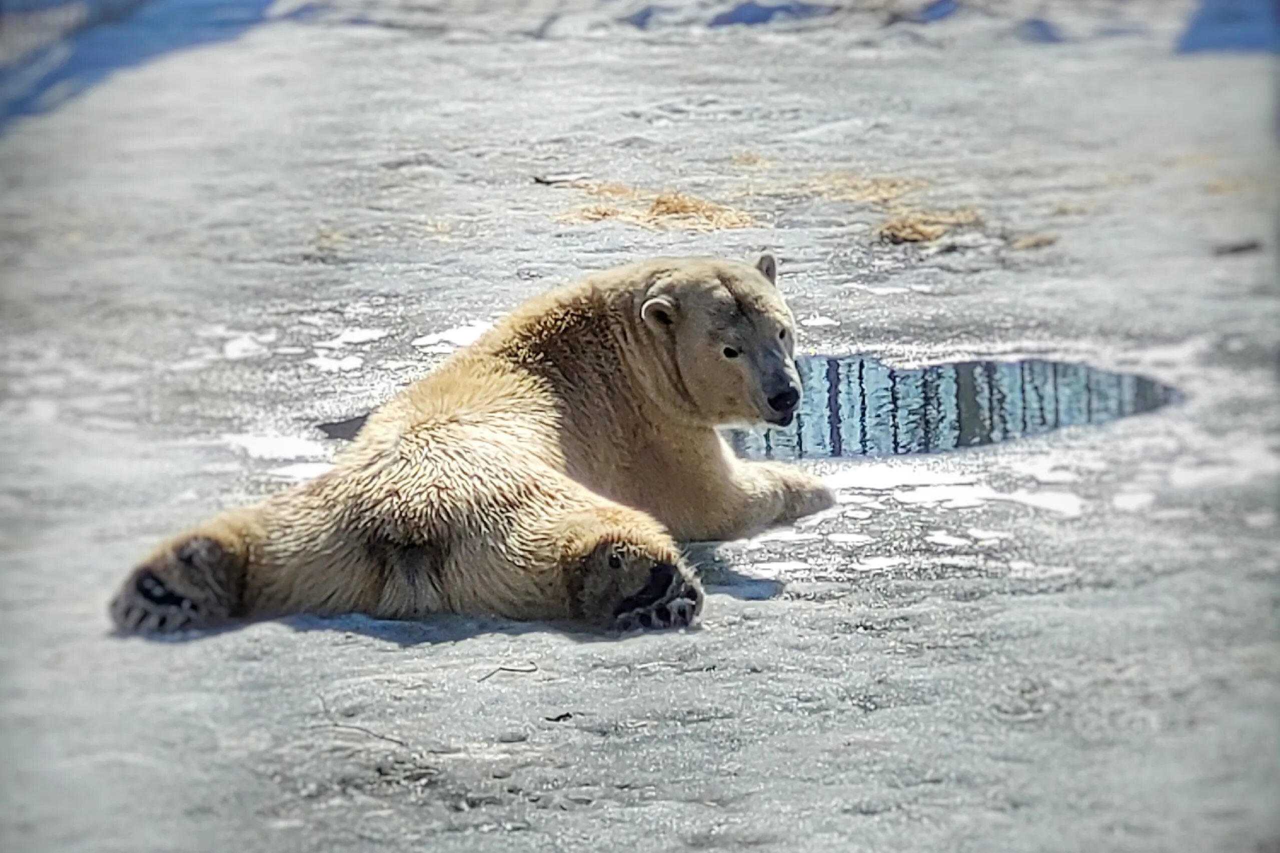 Полярный медведь. Медведь в зоопарке. Полярный медведь. Белый медведь осталось. Белый медведь осталось.