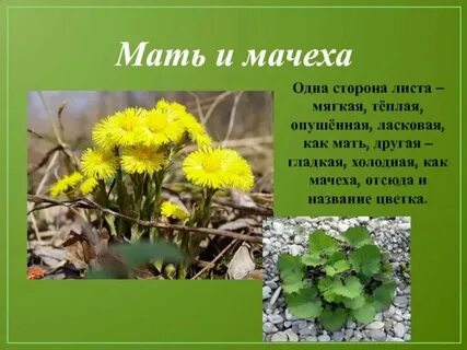 Мачеха рай