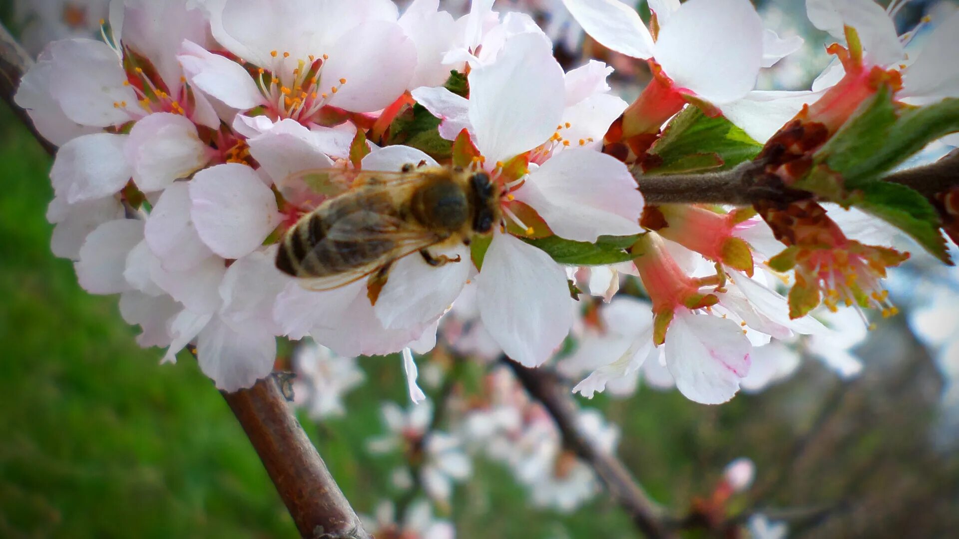 Что зацветает в апреле. Апрель. Пчела на цветущем дереве. Апрель картинки на рабочий стол.