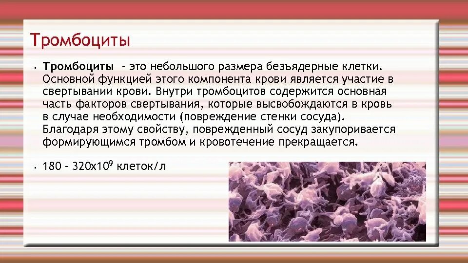 Низкий тромбоцит что это значит у мужчин. Тромбоциты. Концентрация тромбоцитов. Тромбоциты в крови. Еда повышающая тромбоциты.