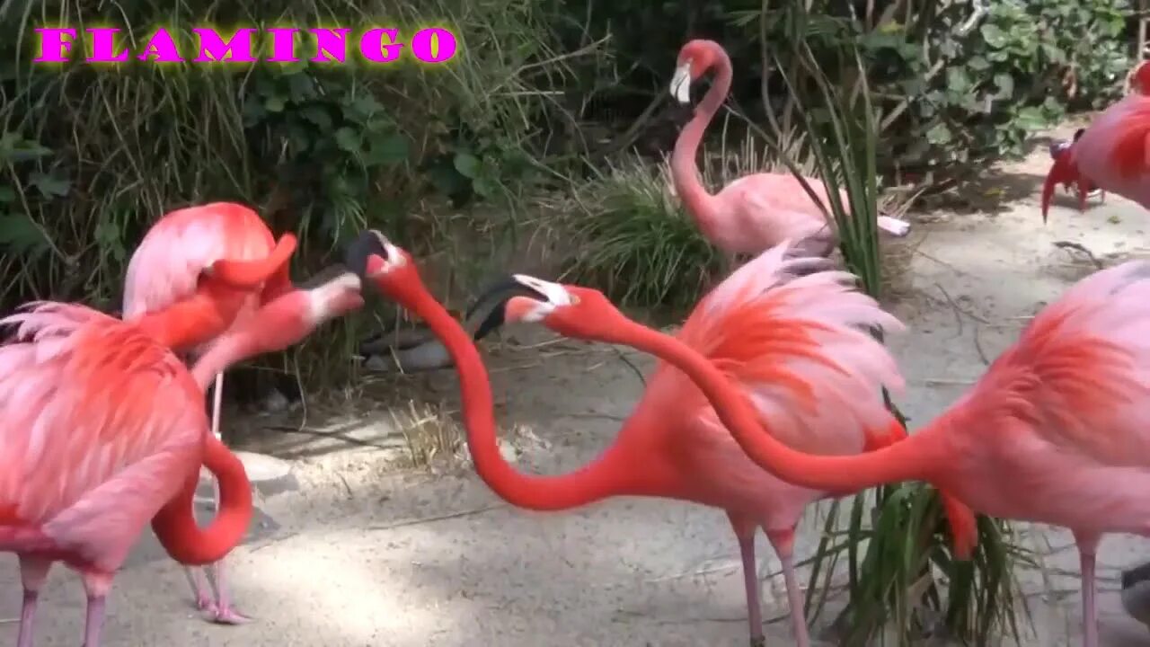 Как научиться бросать фламинго видео. Розовый фламинго фильм смотреть. Кадр где танцуют фламинго. Розовый фламинго дом в сочи. Парад фламинго видео.