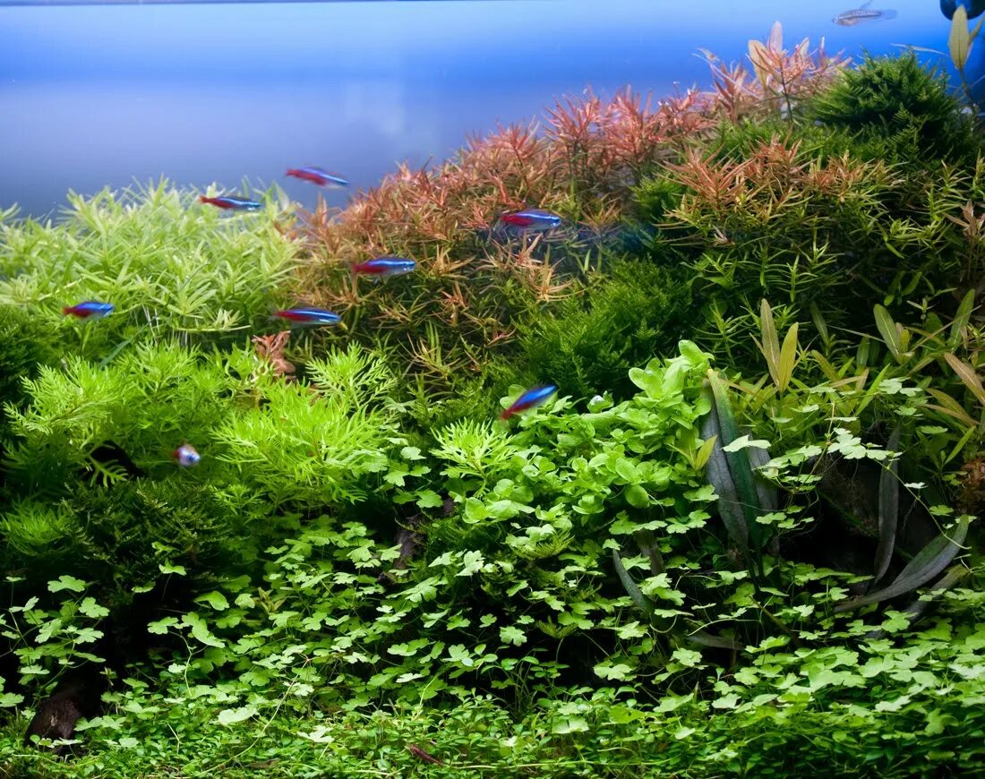 Как убрать водоросли. Водоросли для аквариума. Akvarium s vodrislimi. Растения для аквариума. Красивые водоросли для аквариума.