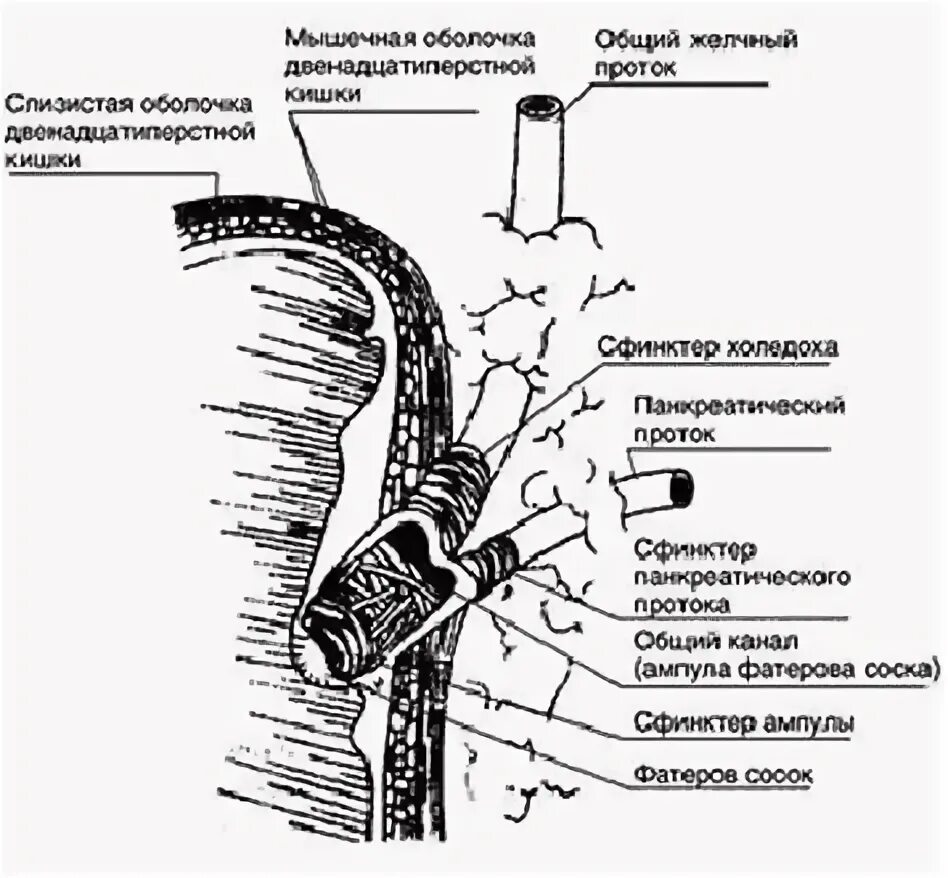 Gallbladder and SOO 02a - Overview of the Extrahepatic Biliary Tree Anatomy - Ro