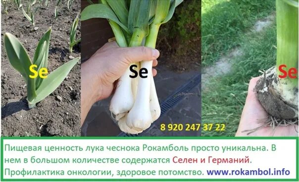 Лук Суворова - разнообразие сортов, выгоды для здоровья и советы по выращиванию