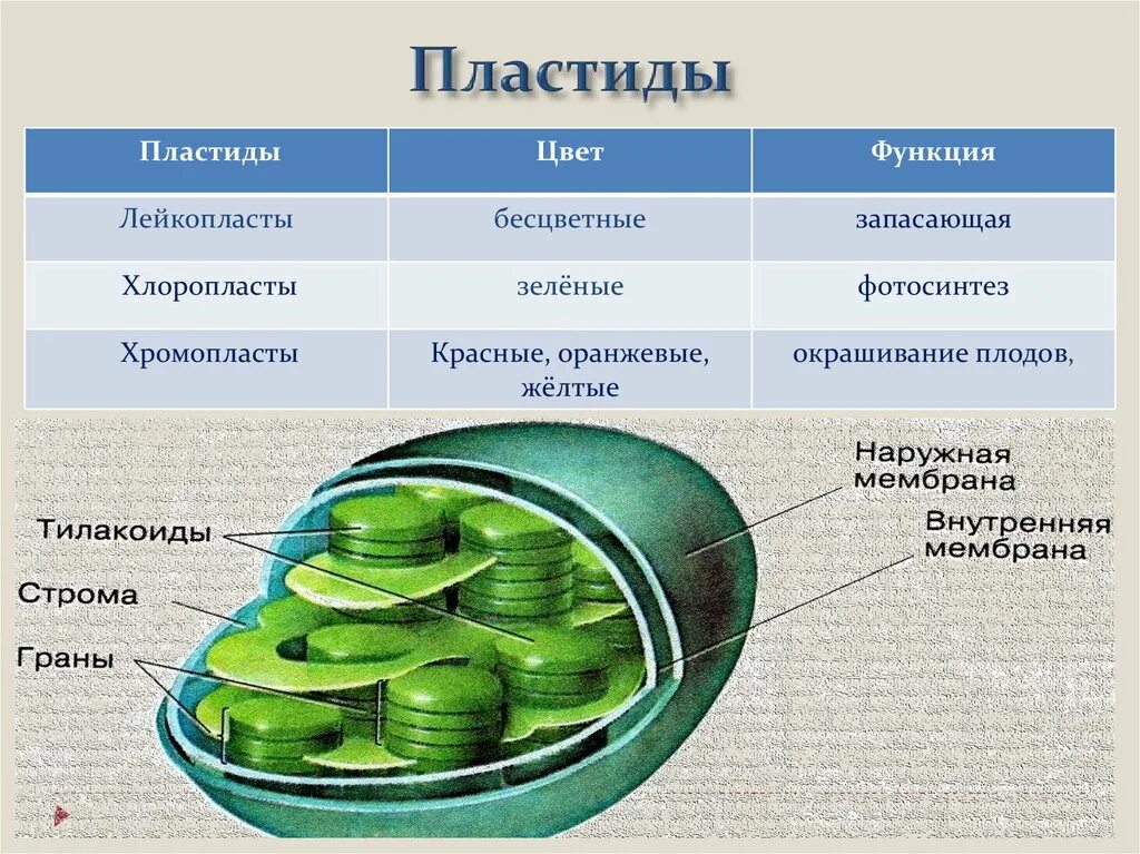 Какую клеточную структуру. Пластиды хлоропласты строение. Пластиды клетки строение и функции. Строение хлоропласта 10 класс.