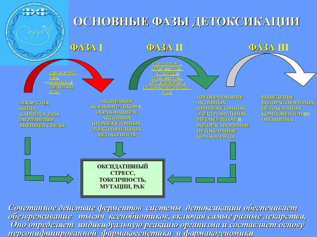 Три основные стадии. Две фазы детоксикации печени. Схема фаз детоксикации печени. 2 Фаза детоксикации печени биохимия. Этапы детоксикации в печени.