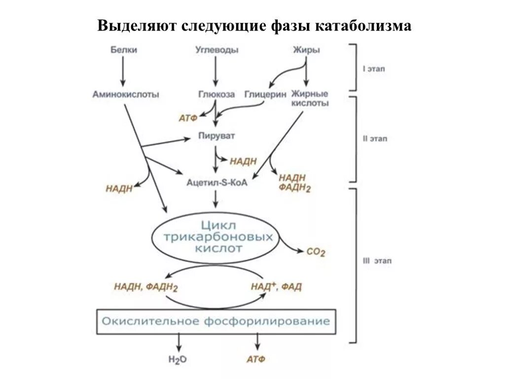 Пируват атф. Общая схема катаболизма жиров. Стадии биологического окисления биохимия. Общая схема катаболизма Глюкозы. Этапы биологического окисления биохимия.