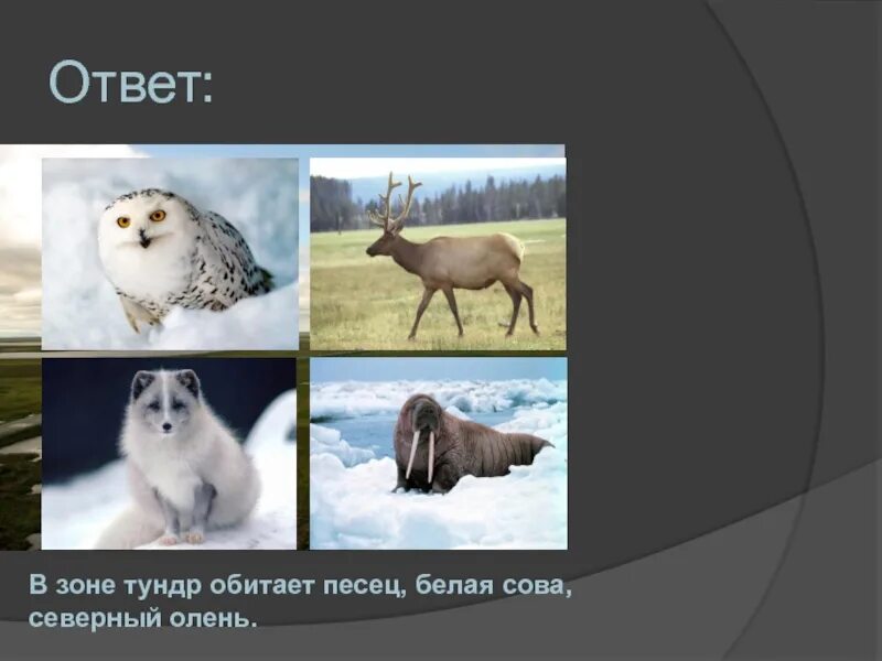 В какой зоне живет полярная сова. В зоне тундры обитают. Песец природная зона. Тундра природная зона. Песец природная зона обитания.