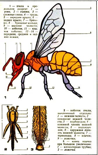 Внутреннее строение пчелы медоносной. Строение крыла медоносной пчелы. Строение крыльев пчелы медоносной. Конечности медоносной пчелы.